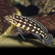 Julidochromis marlieri 4 - 5 cm
