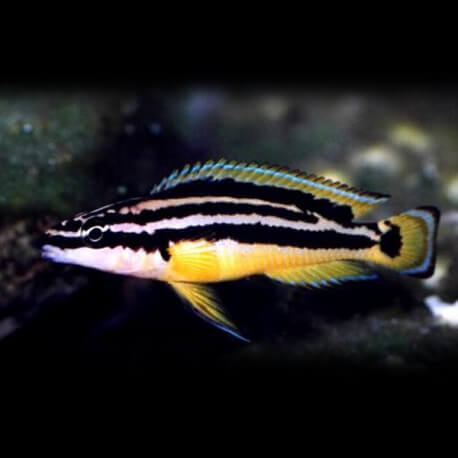 Julidochromis ornatus 4,5 - 5,5 cm