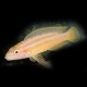 Julidochromis ornatus albin 3,5 - 4 cm