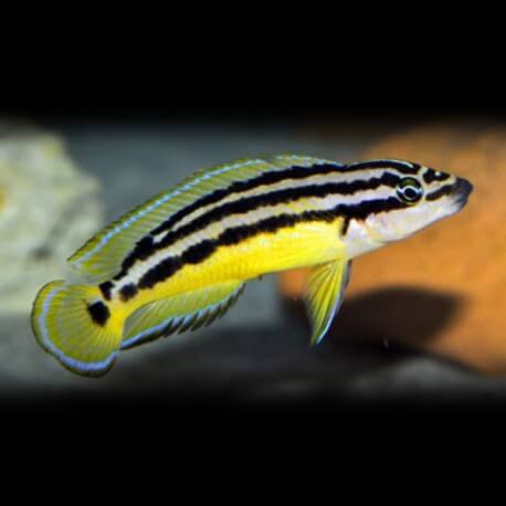 Julidochromis ornatus kapampa 3,5-4cm