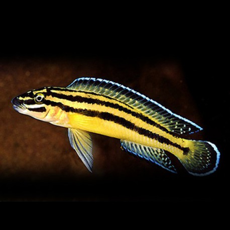 Julidochromis ornatus yellow Zaire 3,5-4cm