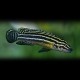 Julidochromis regani 4 - 5,5 cm