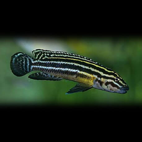 Julidochromis regani 4 - 5,5 cm