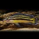 Julidochromis regani kipili 4 - 5 cm