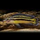 Julidochromis regani kipili > 8 cm
