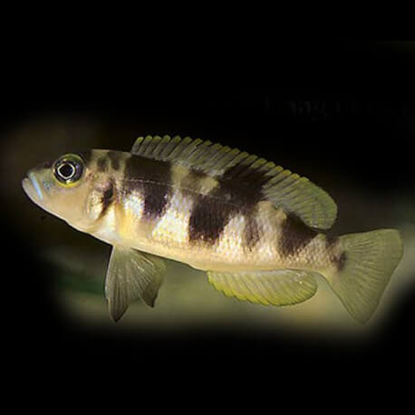 Lamprologus boulingeri 4,5 - 5 cm