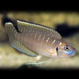 Lamprologus brevis 5 - 7 cm