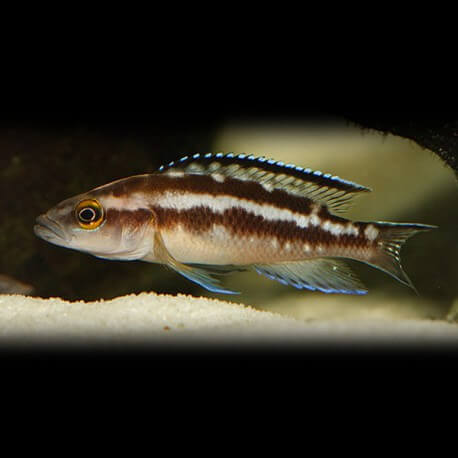 Lamprologus buscheri 3,5 - 5 cm