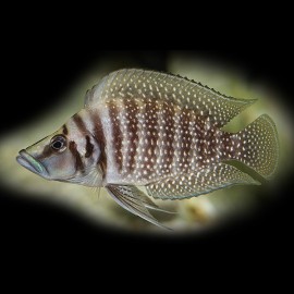 Lamprologus calvus 3 - 3,5 cm