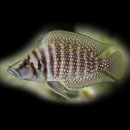 Lamprologus calvus 3 - 3,5 cm
