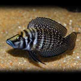 Lamprologus calvus black pectoral 3.5 - 4.5 cm