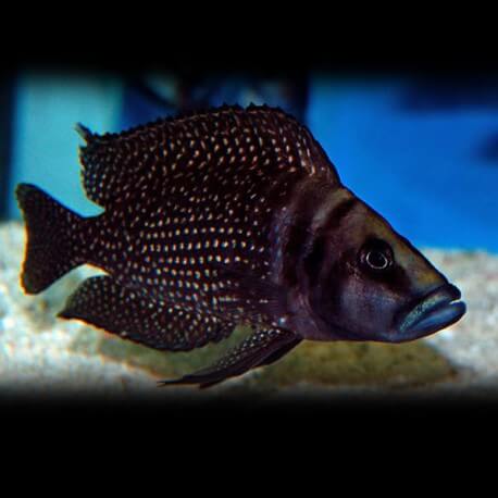 Lamprologus calvus zaire black fin 3 - 4 cm