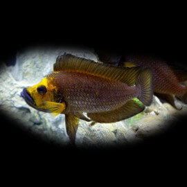 Lamprologus comp. goldhead 3 - 4 cm