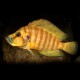 Lamprologus comp. mabilibili orange 3 - 4 cm