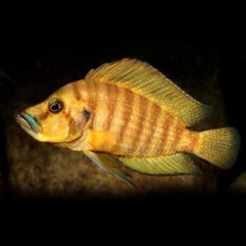 Lamprologus comp. mabilibili orange 3 - 4 cm