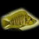 Lamprologus comp.yellow chaitika 3 - 4 cm