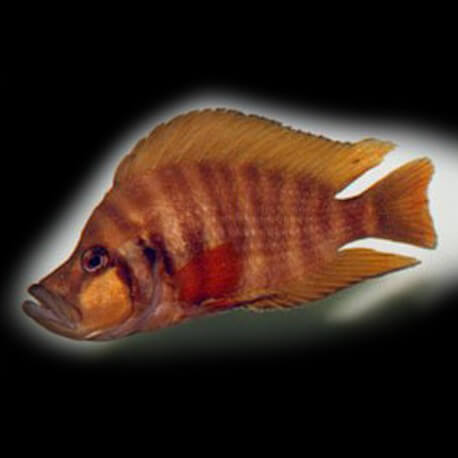 Lamprologus compressiceps - red 5 - 7 cm