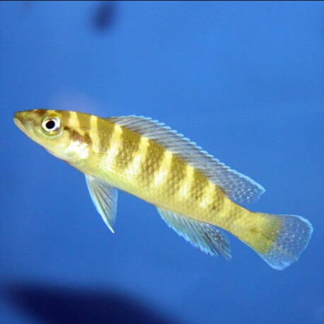 Lamprologus cylindricus yellowh. 4 - 5 cm