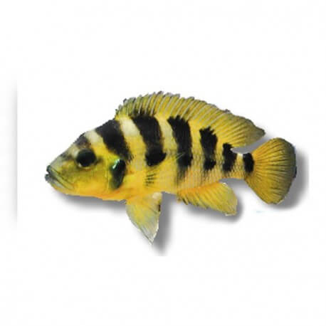 Lamprologus elongatus 4,5-6cm