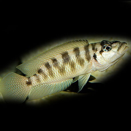 Lamprologus fasciatus 4 - 5 cm