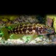 Lamprologus kendalli 4 - 5 cm