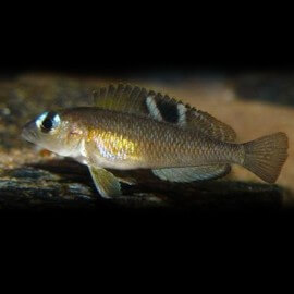 Lamprologus kungweensis 3-4 cm