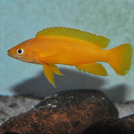 Lamprologus leleupi leleupi oran 4 - 5 cm