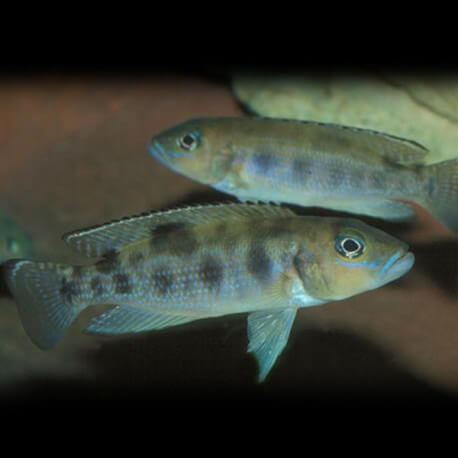 Lamprologus meeli 3,5 - 4 cm