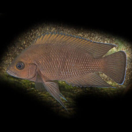 Lamprologus moorii 5,5 - 7 cm