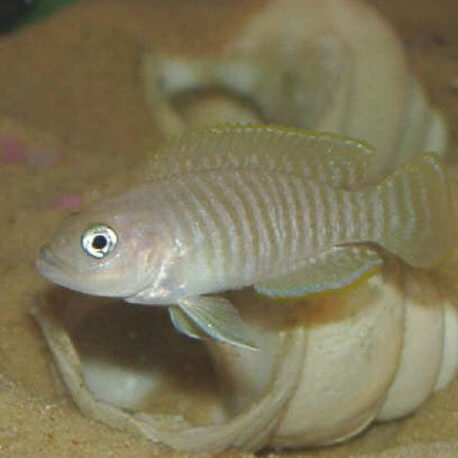 Lamprologus multifasciatus > 4 cm