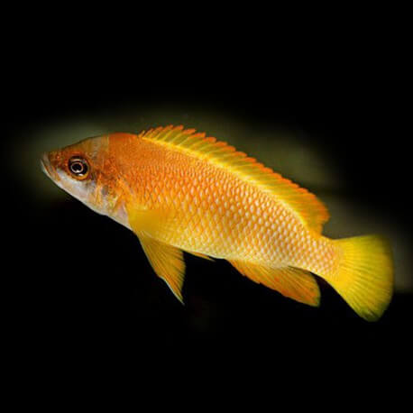 Lamprologus mustax gold 4-5,5cm