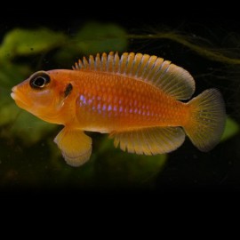 Lamprologus ocellatus gold 3 - 4 cm