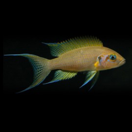 Lamprologus pulcher 4 - 5,5 cm