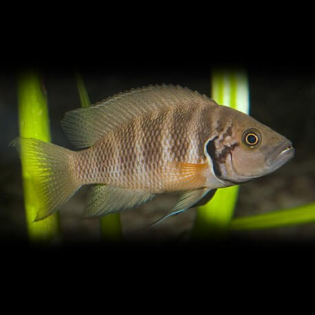 Lamprologus savoryi 4-5 cm