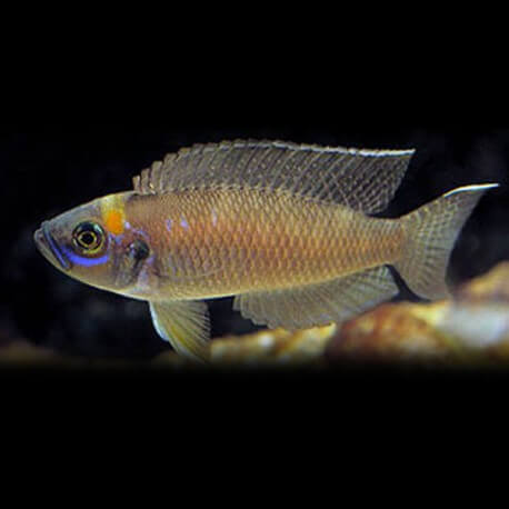 Lamprologus sp. magarae 3,5-4cm