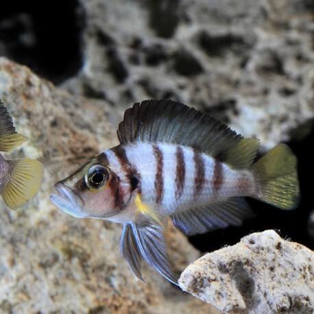 Lamprologus sp. sumbu 3-3,5cm