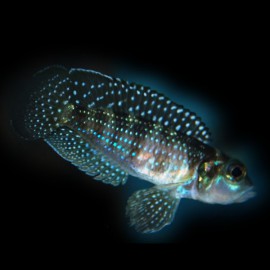 Lamprologus speciosus 3,5 - 4 cm