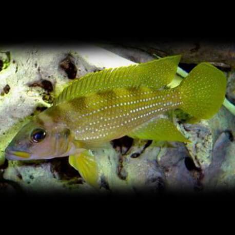 Lamprologus tetracanthus gold 4-5cm