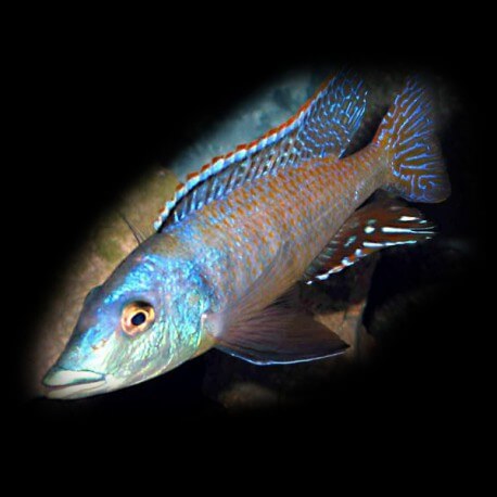 Lichmochromis acuticeps 5-6cm