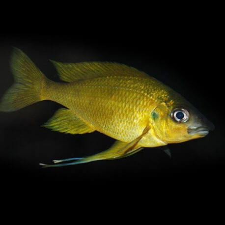 Ophthalmotilapia nasuta Kipili Gold XL