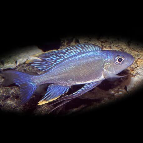 Ophthalmotilapia ventralis kabango 6-8cm