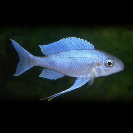 Ophthalmotilapia ventralis blue 5,5-7cm