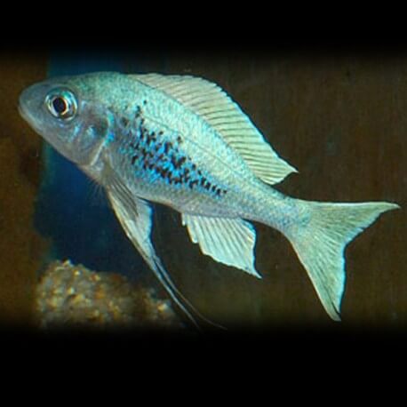 Opthalmotilapia ventralis green 4cm