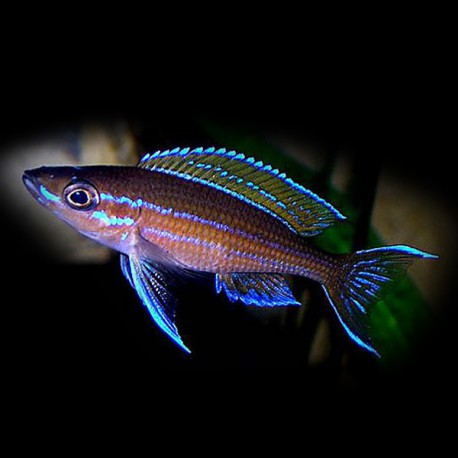 Paracyprichromis blue neon 4 - 5 cm