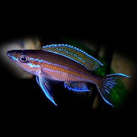 Paracyprichromis blue neon 5 - 7 cm