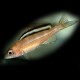 Paracyprichromis brieni 4,5-6cm