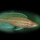 Paracyprichromis nigrip.blue neon alb 4 - 5 cm
