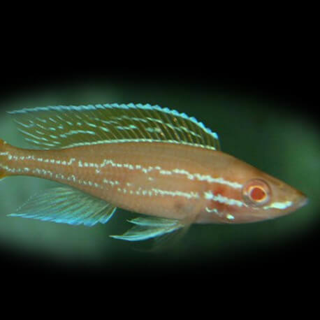 Paracyprichromis nigrip.blue neon alb > 5 cm