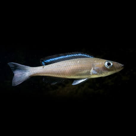 Paracyprichromis sp. velifer 4 - 5 cm