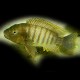 Petrochromis famula 4,5-5,5cm